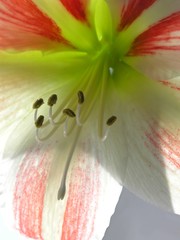 mysteriousness of amaryllis pretty flower