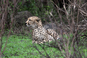 kenya