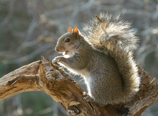 squirrel