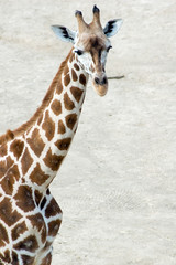 Obraz premium rotschild's giraffe