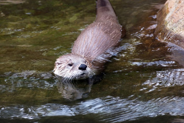 canadian river otter