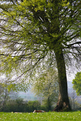 arbre