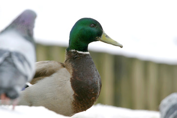 canard