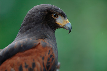 hawk