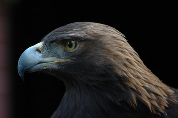 golden eagle