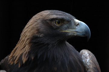 golden eagle