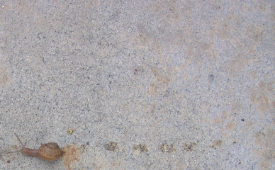 snail walking across concrete
