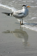 seagull reflection