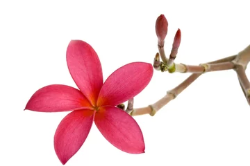 Crédence de cuisine en verre imprimé Frangipanier red frangipani flower