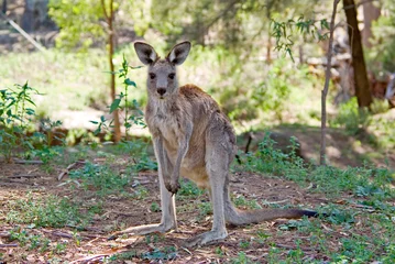 Foto op Plexiglas Kangoeroe oostelijke grijze kangoeroe