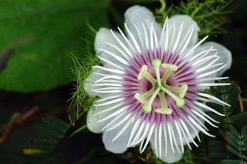 beautiful purple and white color flowers