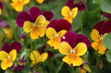 purple-yellow pansies