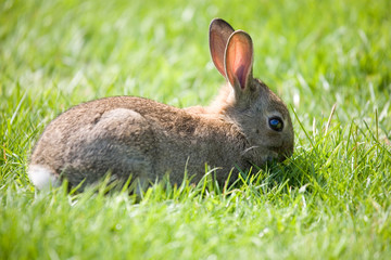 little bunny grazing