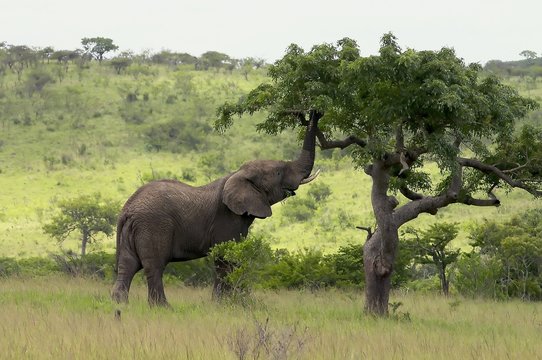 Fototapeta african elephant
