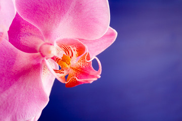 orchidee