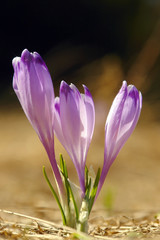 Naklejka premium three crocuses