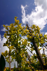 green spring plant in detail
