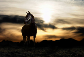 sunset and horse