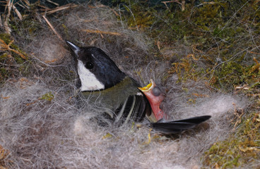 mésange et mésangeons