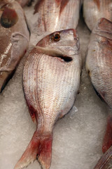 gilthead bream