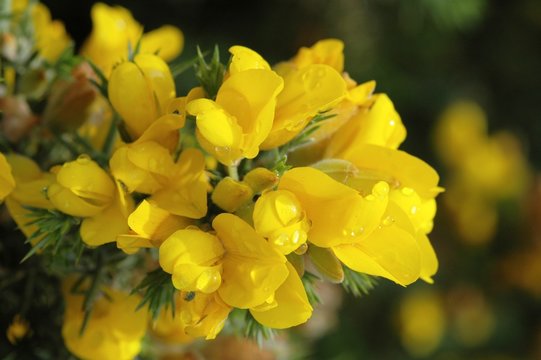 fleur jaune, gen&ecirc;t