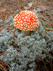 mushroom