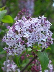 lilac