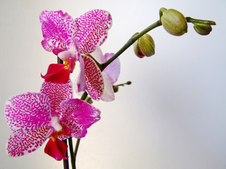 orchidee