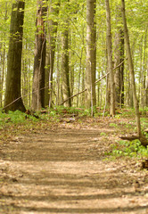 forest pathway
