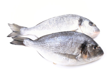 dorada fish