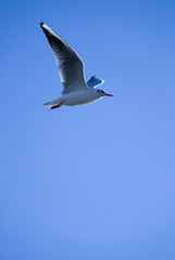 möwenflug