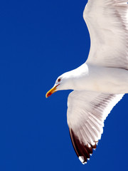 gaviota