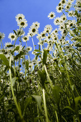 Fototapeta premium flower