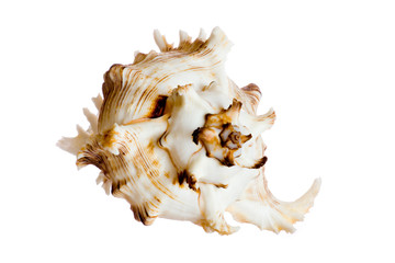 spiral shell isolated on white
