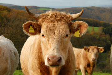 kuh-portrait