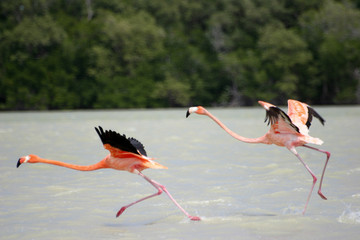 Fototapeta premium mexico