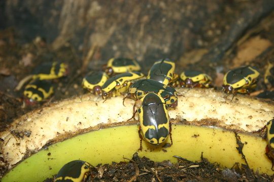 2007-05-01 besan&ccedil;on la citadelle cafard