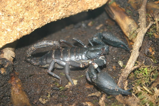2007-05-01 besançon la citadelle scorpion