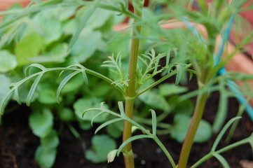 cosmos plugs