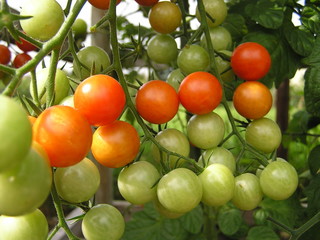 Ripening tomatoes in the sun