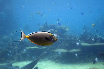 unifish