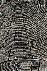 Fototapeta premium wooden texture