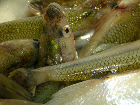 pescados