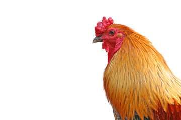 coq sur fond blanc