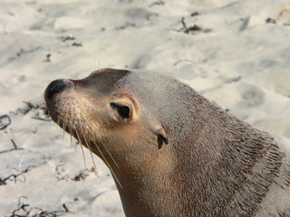 Fototapeta premium sealion