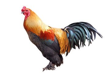 coq sur fond blanc