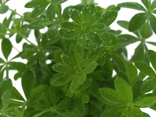 waldmeister nah aufnahme