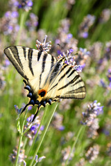 papillon machaon et lavande