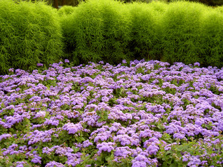 Naklejka premium flowers