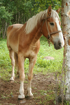 horse in wood
